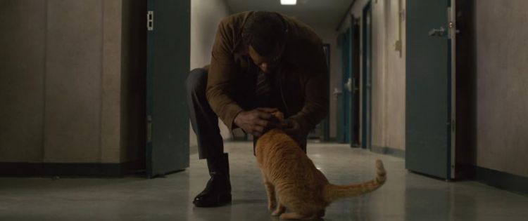 《惊奇队长》里的橘猫来头可不小，它能一口吃掉整个宇宙！