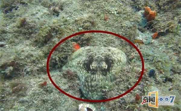 男子在海底潜水的时候：让眼前一幕吓坏了