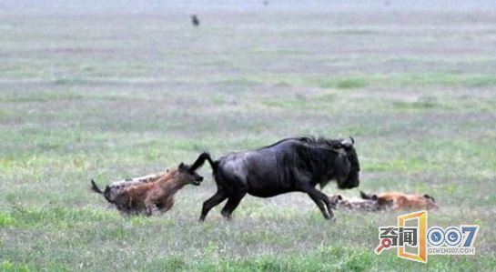 母角马勇斗鬣狗：回头却发现残酷的一幕