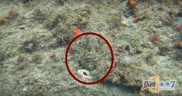 男子在海底潜水的时候：让眼前一幕吓坏了