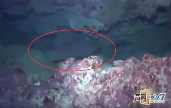 男子潜水发现礁石异样，细看吓得掉头就跑