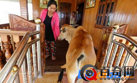 柬埔寨老妇与牛结婚 称其是丈夫转世