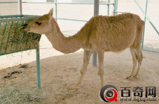 世界上五大神奇杂交动物 还挺好吃的