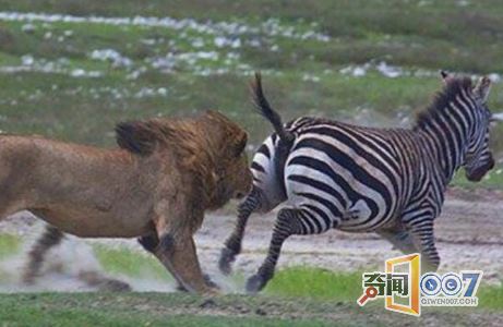 狮子对斑马张口就咬，结局神反转