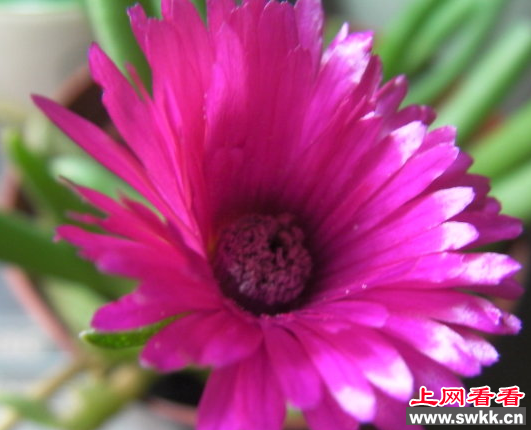 奔龙：多肉观赏性花卉