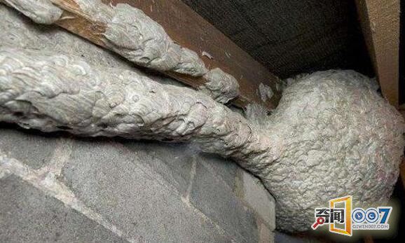 墙壁上有奇怪管道，细看后报警