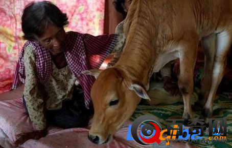 柬埔寨老妇与牛结婚 称其是丈夫转世