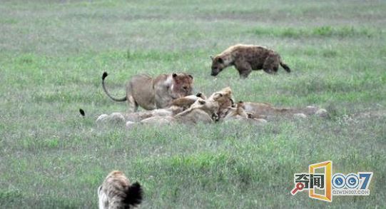 母角马勇斗鬣狗：回头却发现残酷的一幕