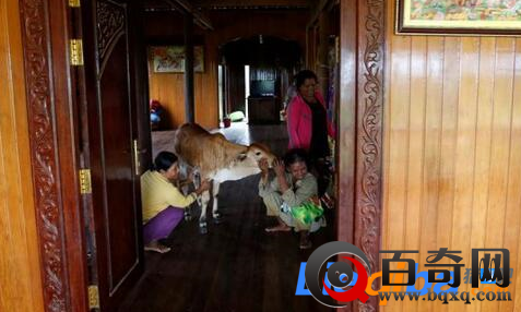 柬埔寨老妇与牛结婚 称其是丈夫转世