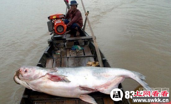 喀纳斯湖水怪图片暴露神秘 原是哲罗鲑