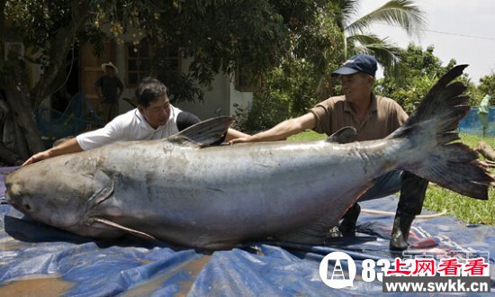 喀纳斯湖水怪图片暴露神秘 原是哲罗鲑