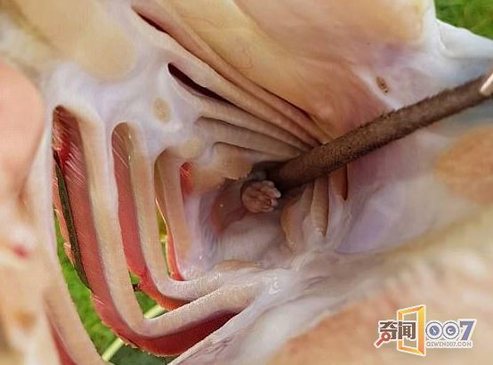 男子捕获大鱼 竟在鱼腹中发现一只老鼠