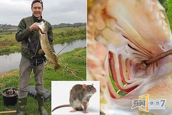 男子捕获大鱼 竟在鱼腹中发现一只老鼠
