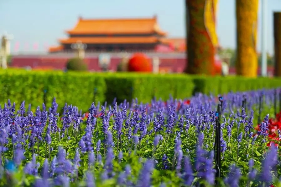 天安门广场五一摆花完成：总计15万盆鲜花上岗