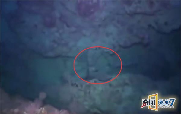 男子潜水发现礁石异样，细看吓得掉头就跑