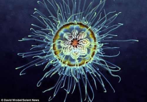 奇特的海洋生物 生活在几乎完全黑暗的世界