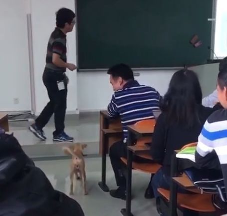 大学教室里跑进一只小狗，老师怎么赶都不走，下一秒大家笑喷