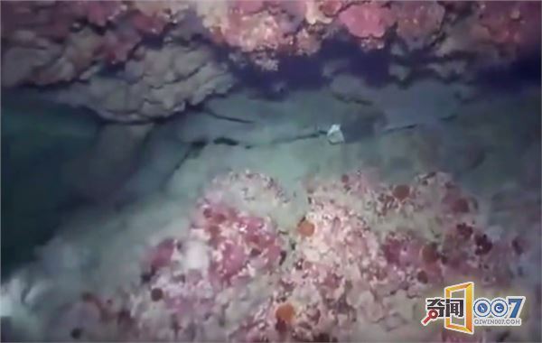 男子潜水发现礁石异样，细看吓得掉头就跑
