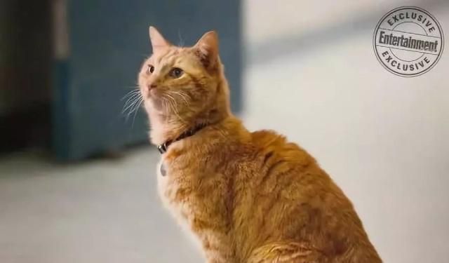 《惊奇队长》里的橘猫来头可不小，它能一口吃掉整个宇宙！