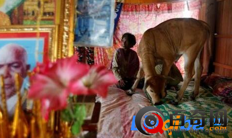 柬埔寨老妇与牛结婚 称其是丈夫转世