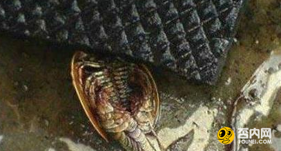 深入解密怪异生物 这些怪物有多恐怖