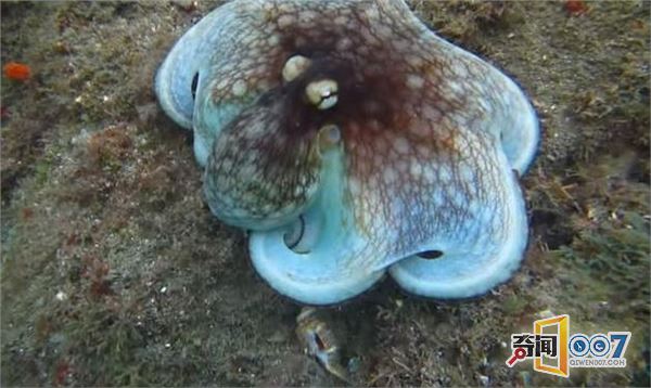 男子在海底潜水的时候：让眼前一幕吓坏了