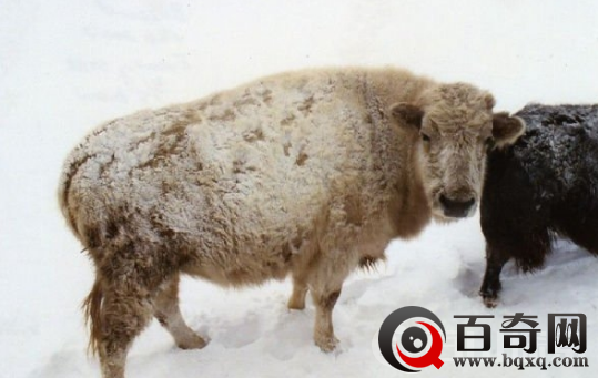 世界上五大神奇杂交动物 还挺好吃的