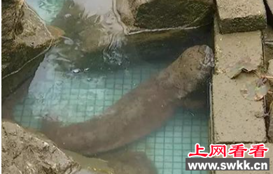 净水厂现四脚鱼 净身长90厘米