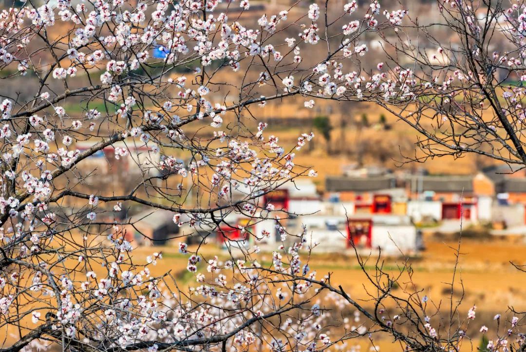 烩面，河南人的乡愁