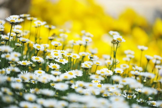 俞敏洪散记：在世事无常间寻觅安心