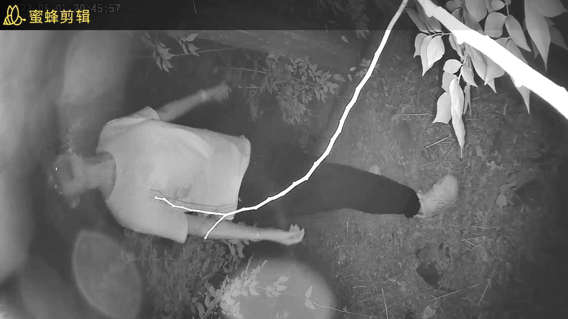 学校的小树林的野合