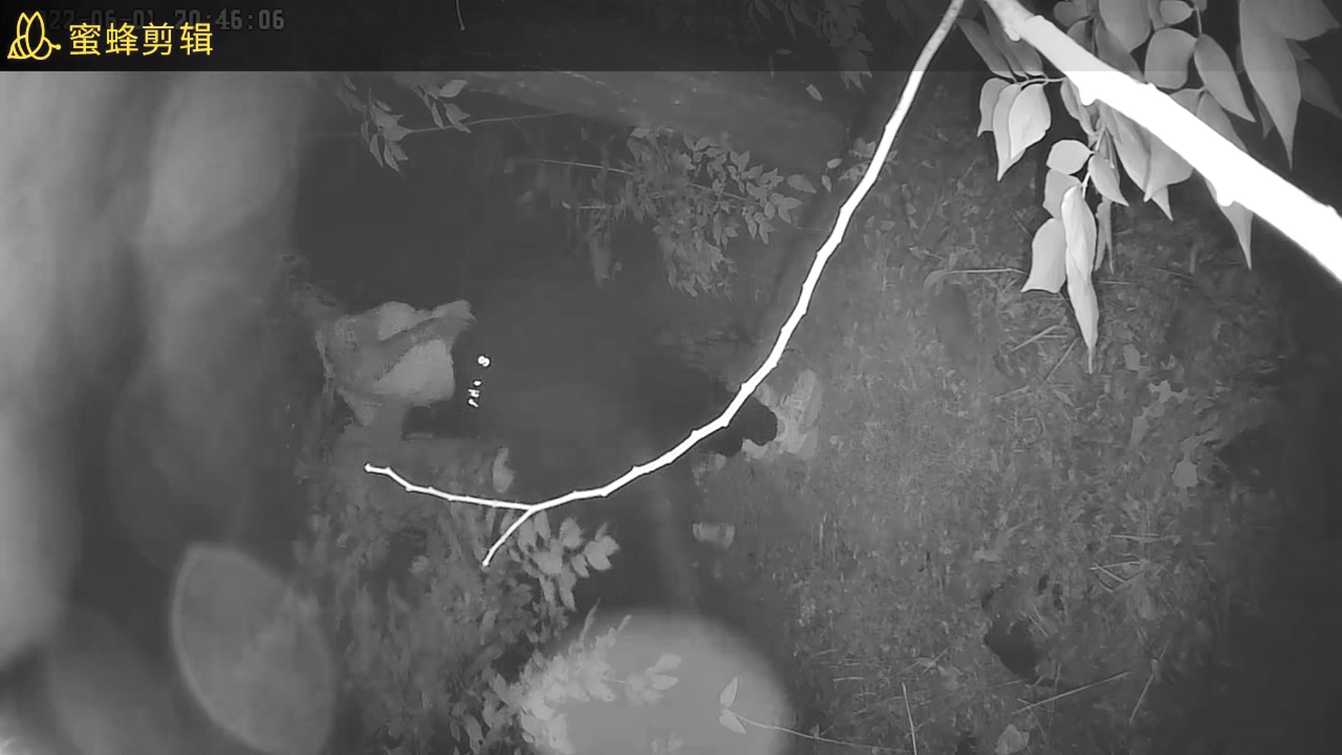 学校的小树林的野合