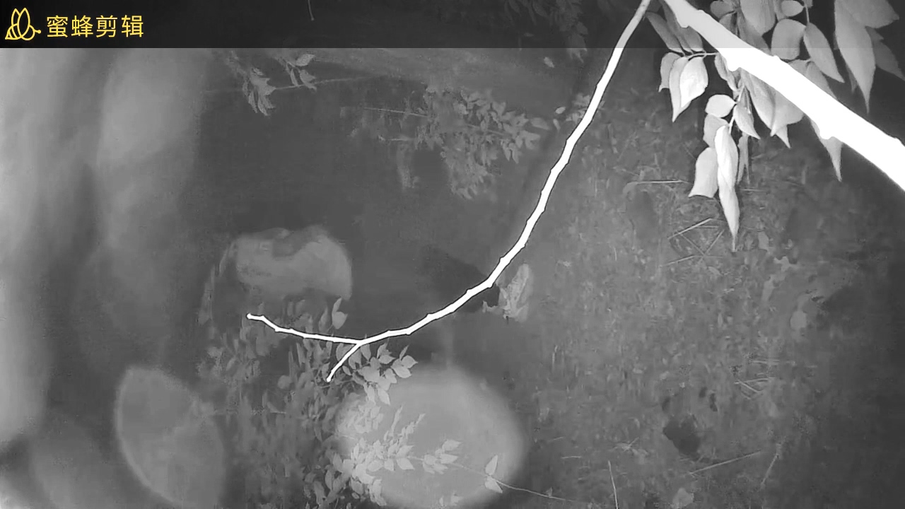 学校的小树林的野合