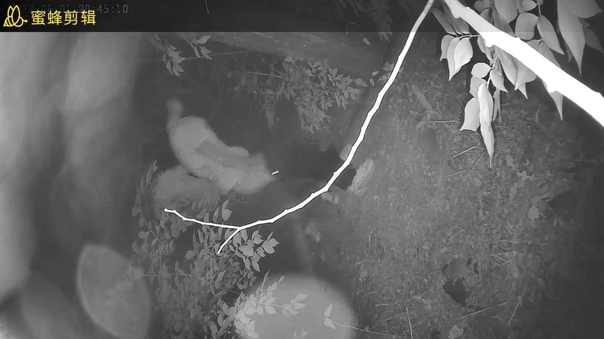 学校的小树林的野合