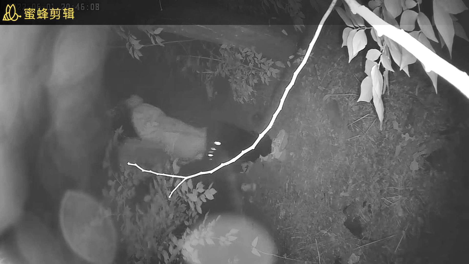 学校的小树林的野合