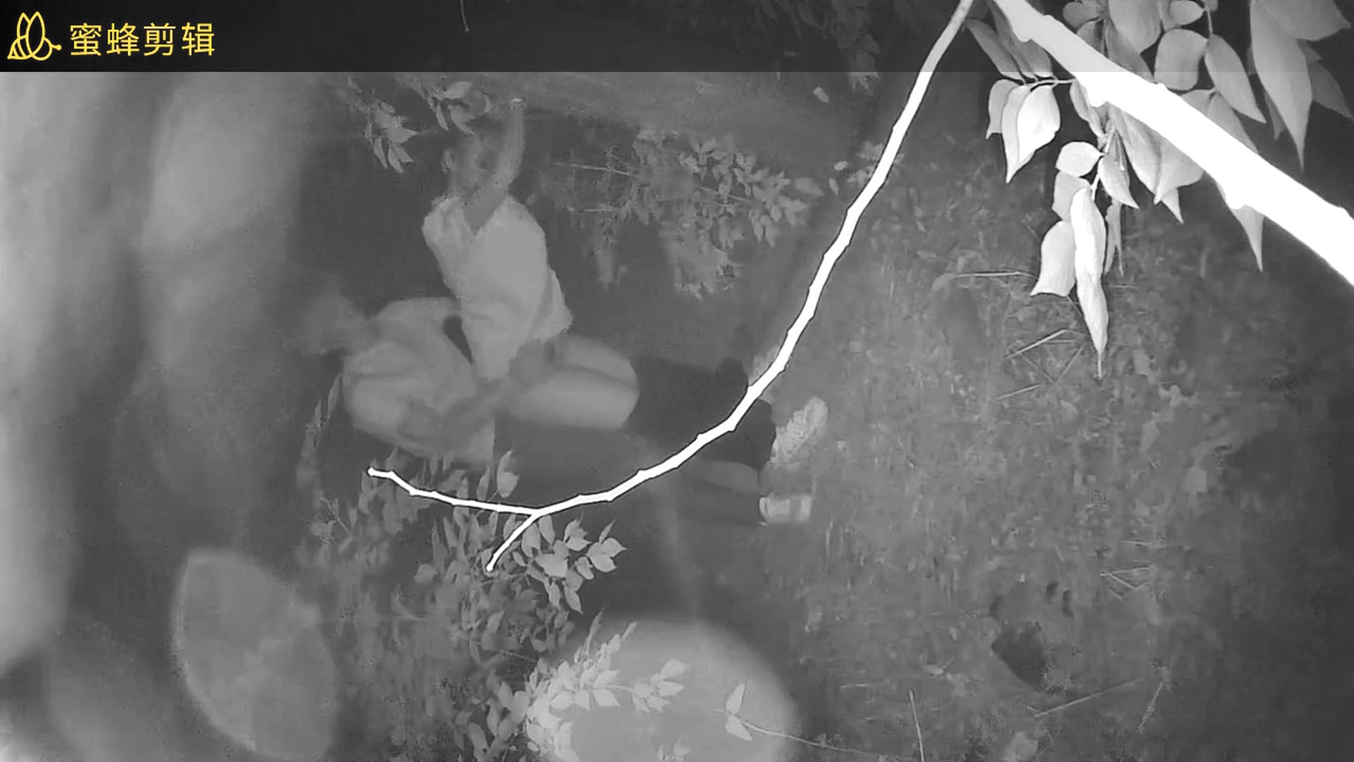 学校的小树林的野合