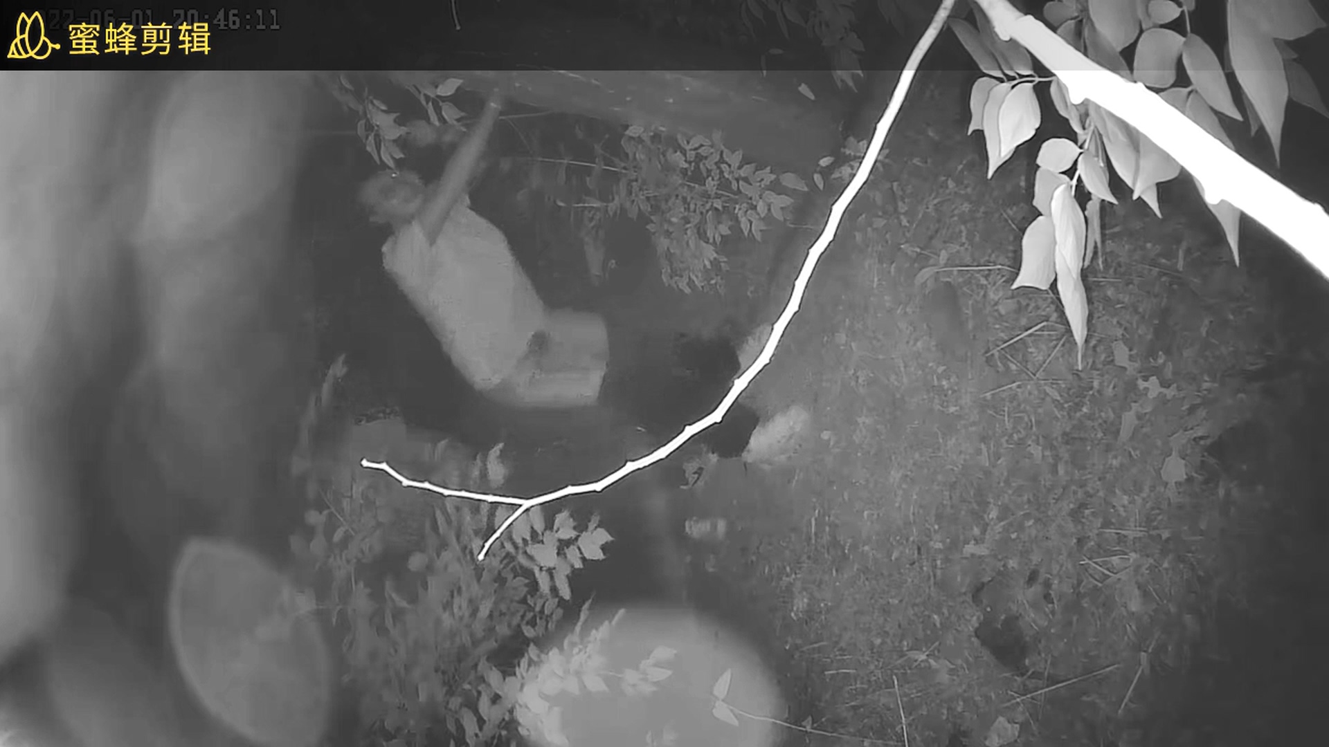 学校的小树林的野合