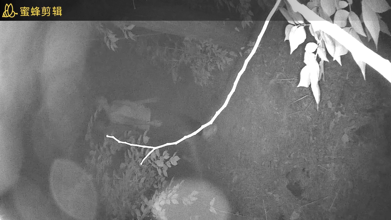 学校的小树林的野合