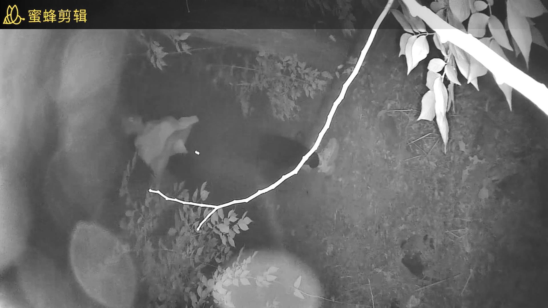 学校的小树林的野合