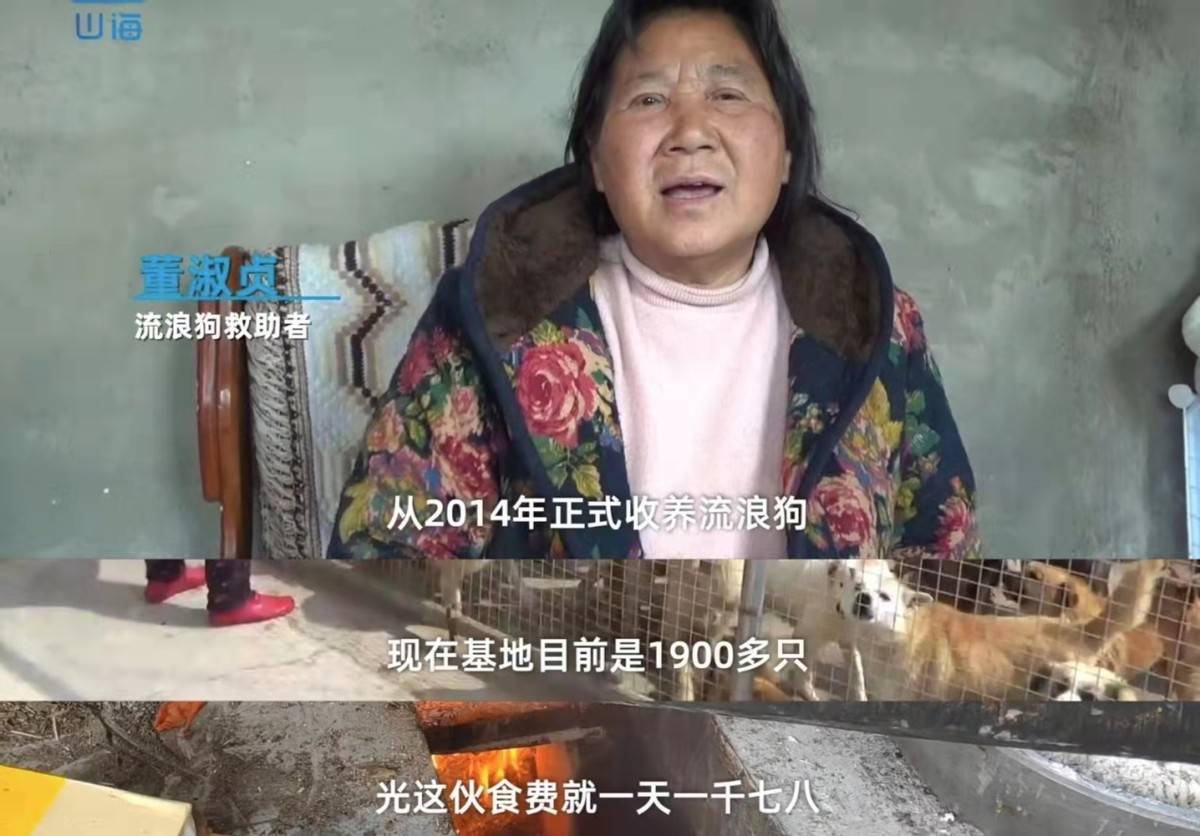 收养2000只流浪狗，负债50万遭家人抛弃，网友：这是病，得治！
