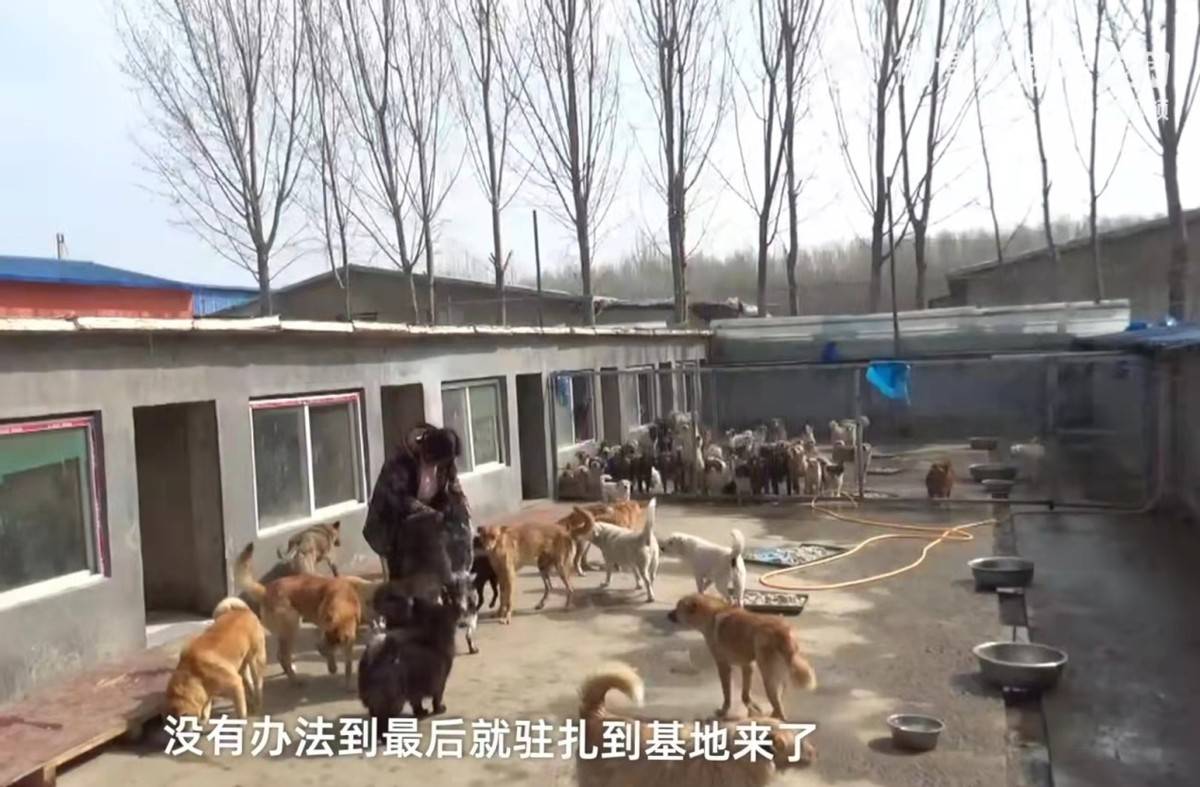 收养2000只流浪狗，负债50万遭家人抛弃，网友：这是病，得治！