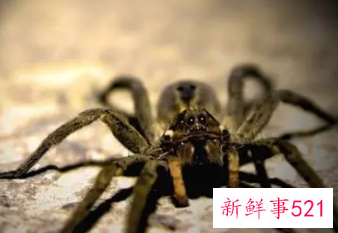 梦见蜘蛛咬了自己一口