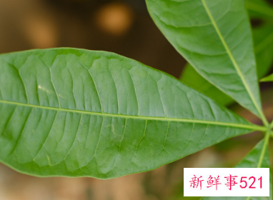 公司门口种什么树最旺