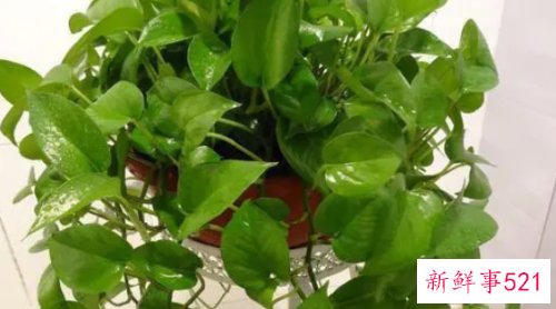 绿萝有邪气是真的吗