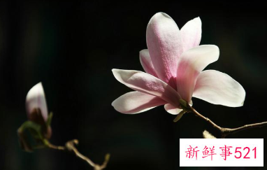 二乔木兰的品种简介