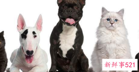 家里养猫好还是养狗好