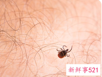 除床上螨虫的药