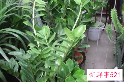 金钱树叶子发黄的原因及解决方法