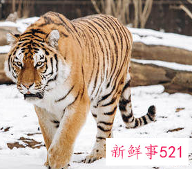 为什么叫虎百年