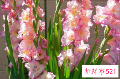 过年买的桃花会结果吗